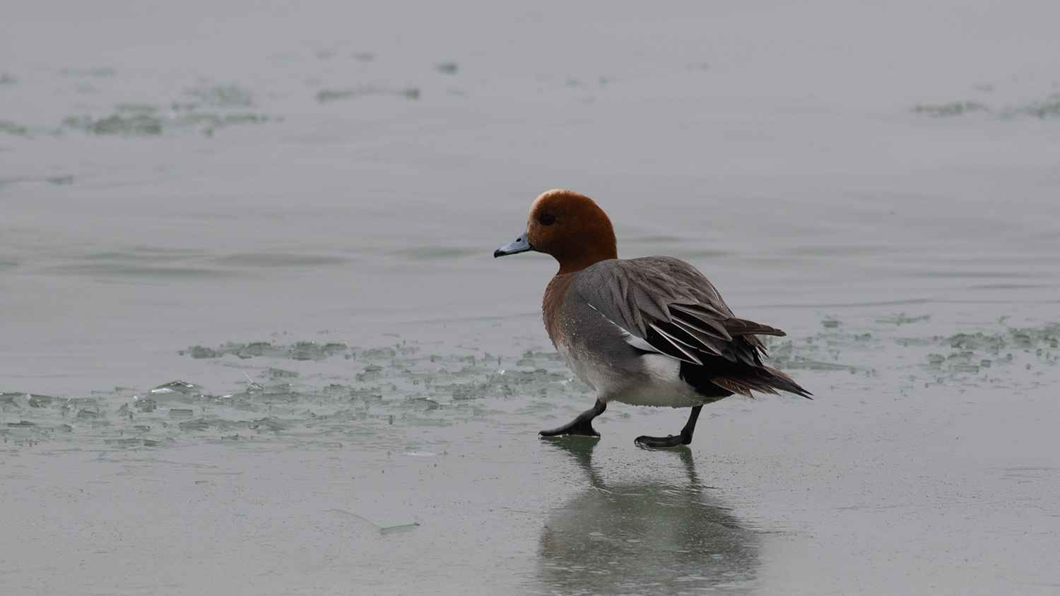 Eurasian Wigeon